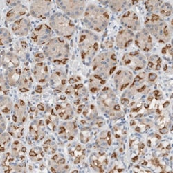 DUOX1 Antibody, Novus Biologicals 0.1mL; Unlabeled:Antibodies, Polyclonal